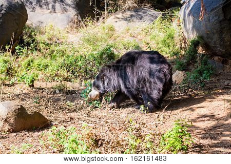 The sloth bear, also known as the labiated bear, is a nocturnal insectivorous species native to the Indian subcontinent.