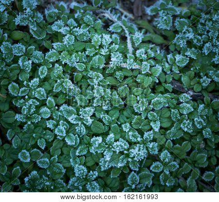 Green Small Plants With Rime