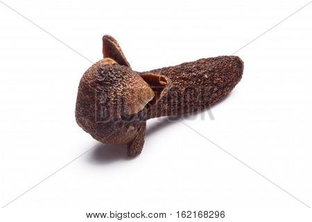 Clove-bud Of Syzygium Aromaticum, Paths