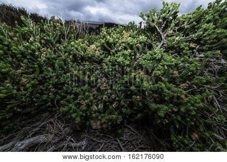 Growing plants in Torndirrup National Park. Albany Western Australia