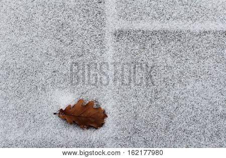 Oak leaf on a snow in early winter