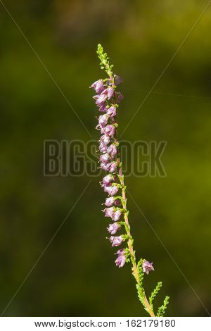 Wild Purple Common Heather Calluna vulgaris blossom on bokeh background close-up selective focus shallow DOF