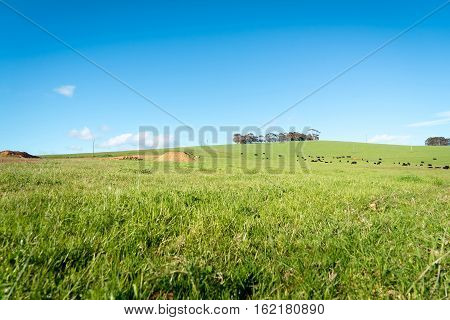 Generic green farmland with black cows standing along the ridge of a hill with blue sky and fluffy white clouds behind.