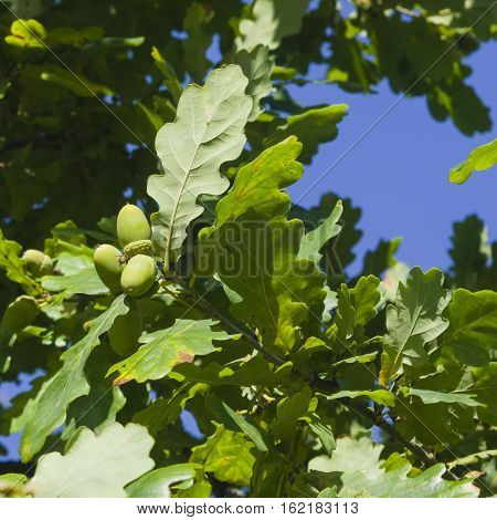 Riping green acorns and leaves on oak quercus close-up selective focus shallow DOF