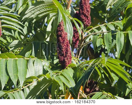 Red flower with green leaves on blooming Staghorn sumac Rhus typhina close-up selective focus shallow DOF