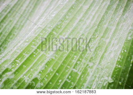 Green banana leaf with raindrop in the garden.