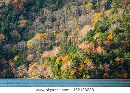 Autumn colorful foliage