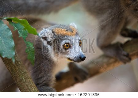 Crowned Lemur Ankarana National Park