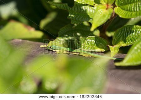 Lined Day Geckos (phelsuma Lineata Lineata)