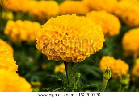 the Background yellow marigold blooming beautifully natural.