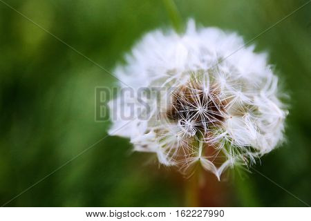 dandelion flower close up with green background
