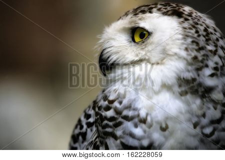 Close up of the face of a snowy owl with yellow eyes