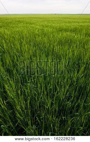 Extensive agrarian wheat field in Valladolid, Spain