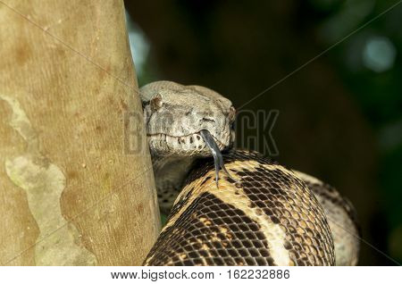 big snake show tongue beside the tree background natural