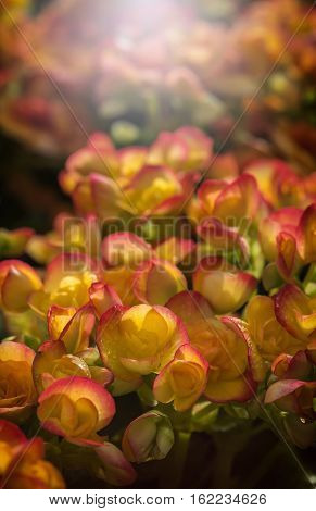 Beautiful Begonia Tuberhybrida flower in close up view with sunlight