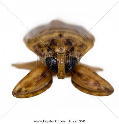 Waterbug