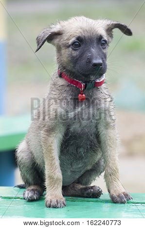 A Tiny Puppy Of Belgian Shepherd 