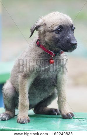 A Tiny Puppy Of Belgian Shepherd 