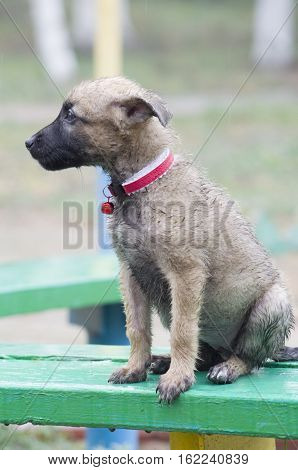 A Tiny Puppy Of Belgian Shepherd 