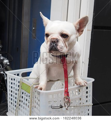 White Dog .