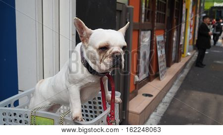 White dog and basket in the city.