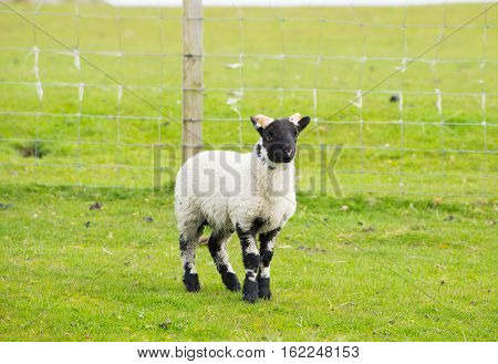 Black face sheep isle of Mull Scotland uk with horns and white and black legs