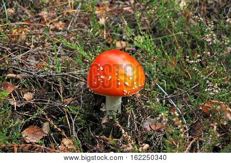 Amanita Muscaria Mushrom