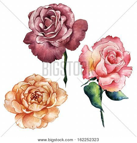 Wildflower rose flower in a watercolor style isolated. Full name of the plant: rose, hulthemia, rosa. Aquarelle wild flower for background, texture, wrapper pattern, frame or border.