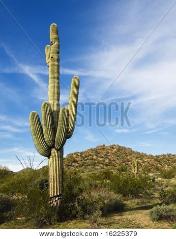 Deserto saguaro con tramonto soffice nuvola