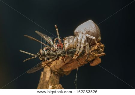 spider was eating the catch, backgroud natural