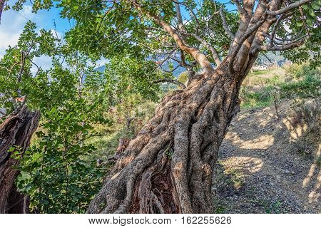 Branch of the very old carob tree in a sunny late autumn day.