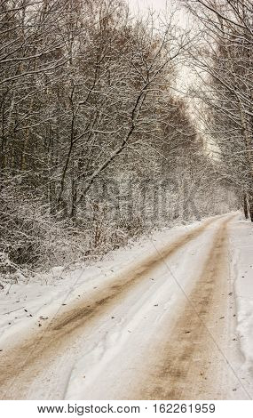 beautiful landscape, winter snowy road among birch trees