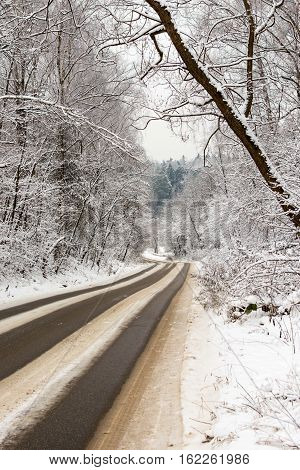 road in the winter forest of snow-covered trees