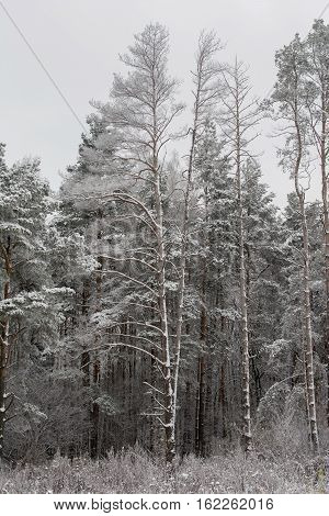 beautiful winter landscape, snow tall trees, pine