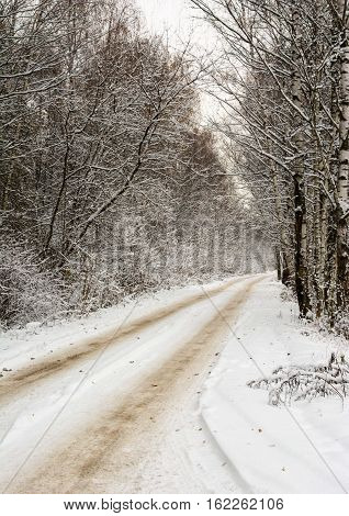 beautiful landscape, winter road among large firs