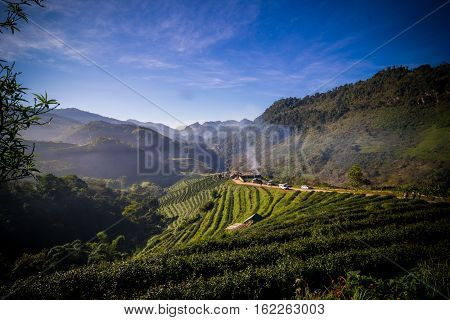 Morning Sunrise With Foggy On Agricultural Mountain Of Organic Tea Plantation Royal Project