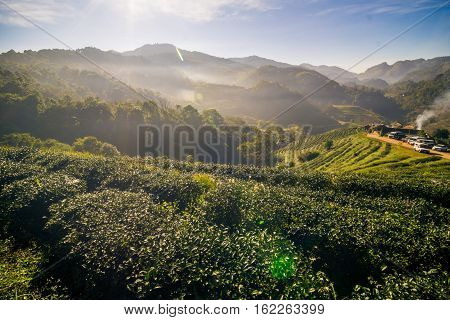 Morning Sunrise With Foggy On Agricultural Mountain Of Organic Tea Plantation Royal Project