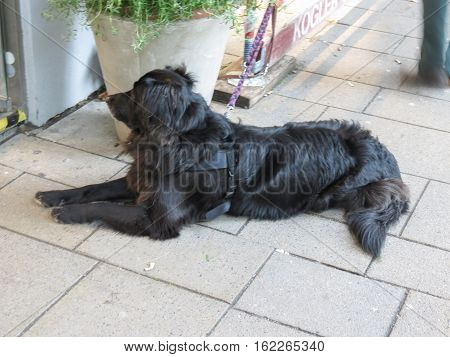 Black Dog Mammal Animal