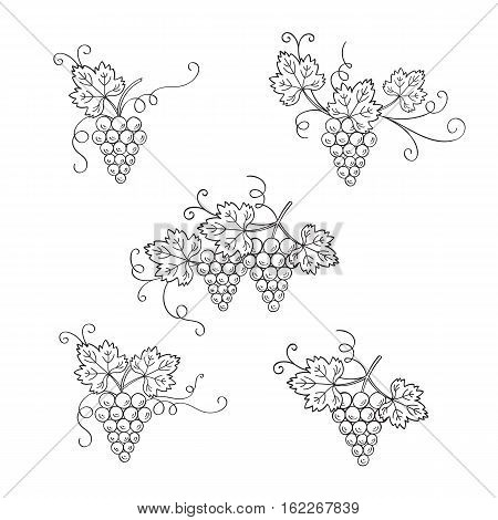 Grape vine branches set vector illustrations isolated, hand drawn doodle sketch. Wine and wine making design elements.