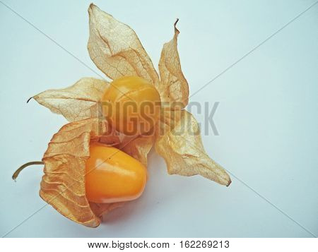Cape Gooseberry (Physalis peruviana) on white background