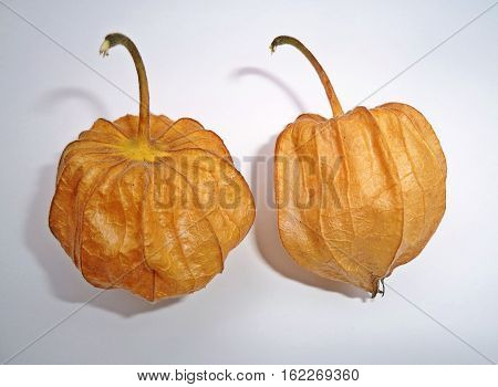 Cape Gooseberry (Physalis peruviana) on white background