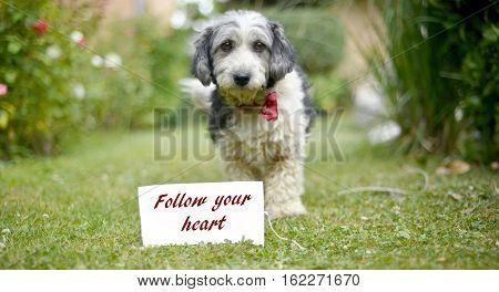The Cute Black And White Adopted Dog