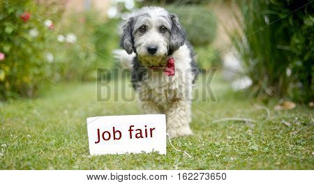 The Cute Black And White Adopted Dog