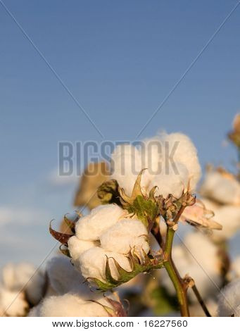 Gros plan du coton sur le terrain et le ciel