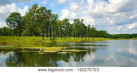 Summer nature with cows on the farm and the lake.