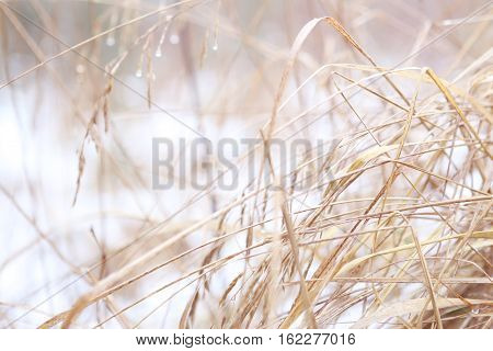 Dry grass in winter. Abstract winter background.