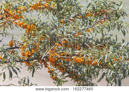 Wild Bush Buckthorn Rusinova ( lat. Hippophae rhamnoides ). Ripe berries on the branches