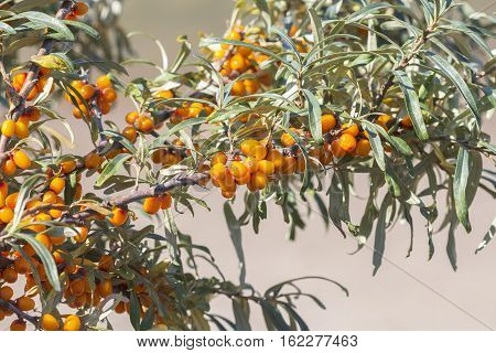 Wild Bush Buckthorn Rusinova ( lat. Hippophae rhamnoides ). Ripe berries on the branches