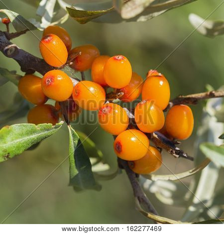 Wild Bush Buckthorn Rusinova ( lat. Hippophae rhamnoides ). Ripe berries on the branches