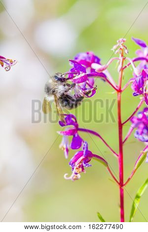 Blooming Fireweed herb (lat. Epilobium angustifolium) . Bumblebee collects nectar from flower